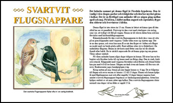 Hr visas en helbild p den grafiska designen av Informationsblad om den svartvita flugsnapparen.